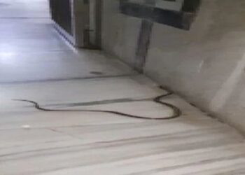 snake found in mahakal temple