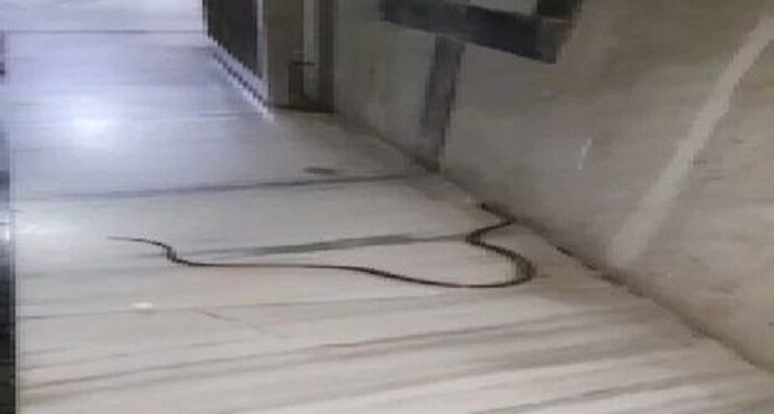 snake found in mahakal temple
