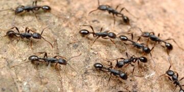 Ants