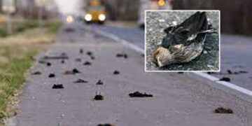 bird suicide