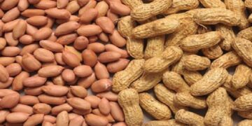 Groundnut