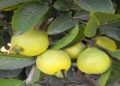 guava hub