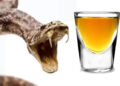 snake venom