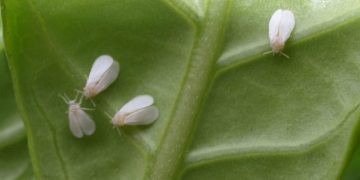 Termites