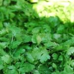 Green coriander