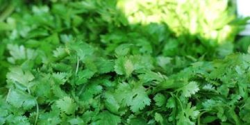 Green coriander