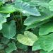 arbi leaves