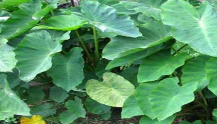 arbi leaves