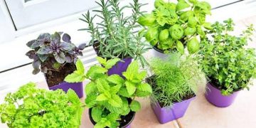 medicinal plants