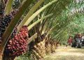 palm farming
