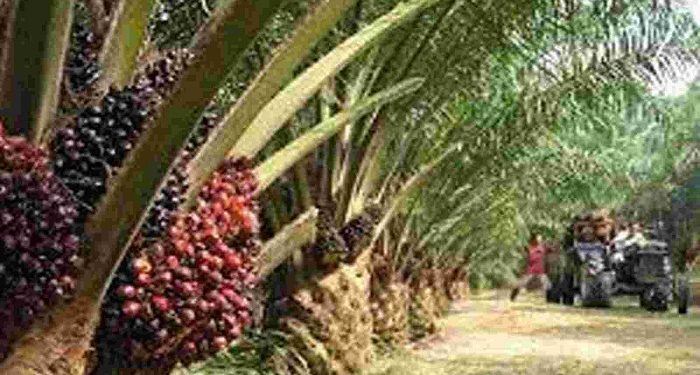 palm farming