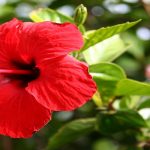 Hibiscus