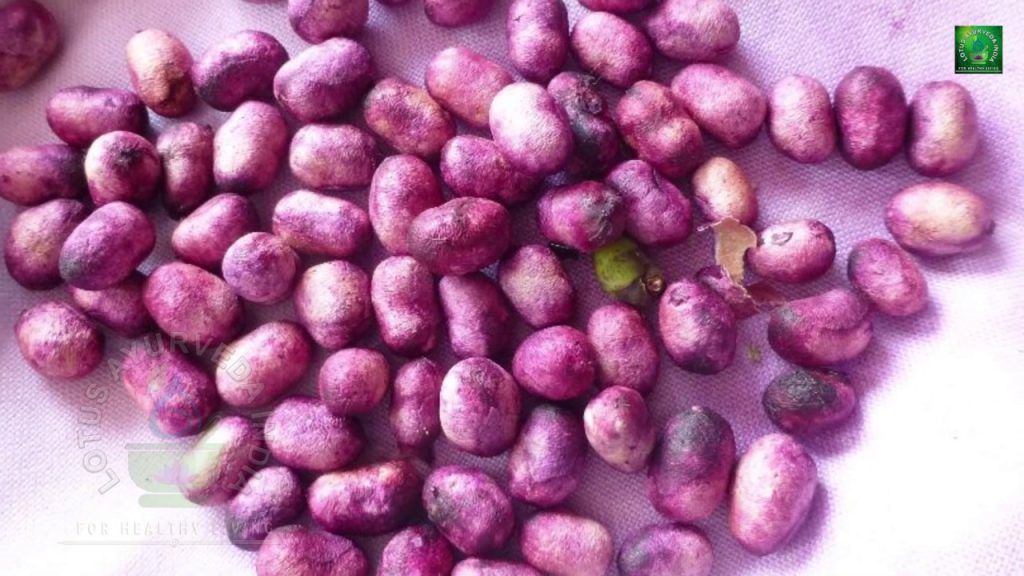 Jamun Seeds