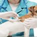 corona vaccine for animal