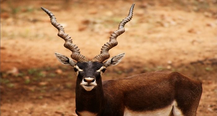 blackbuck