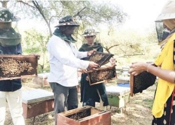 beekeeping