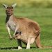 Kangaroo