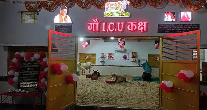 ICU opened for cows