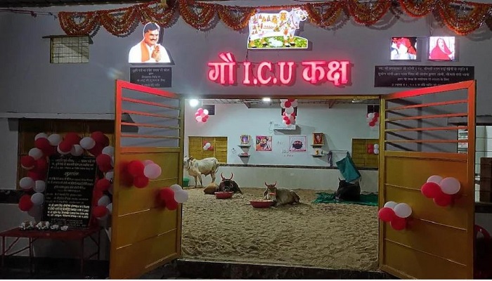 ICU opened for cows