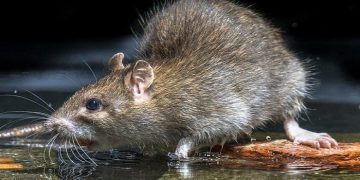 Rats