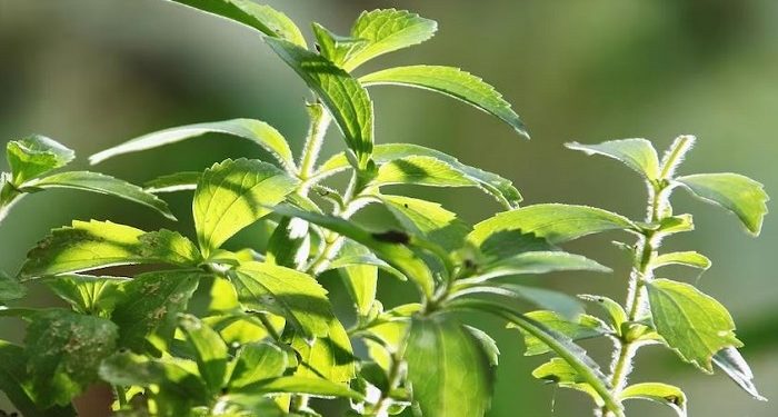 Stevia