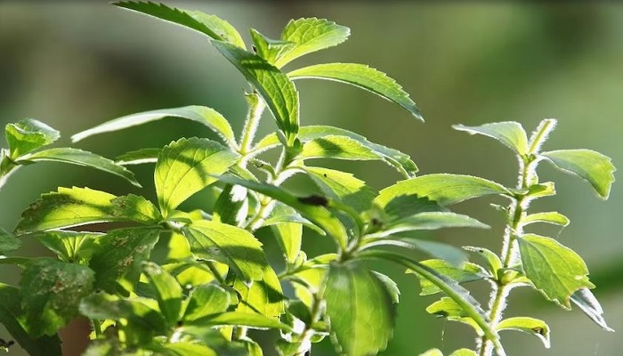 Stevia