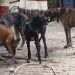Ateeq Ahmed's two dogs died