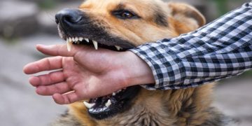 Dog Attack