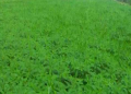 Green Fertilizer