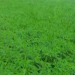 Green Fertilizer