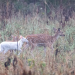 White Deer