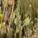 parrots are eating opium crop