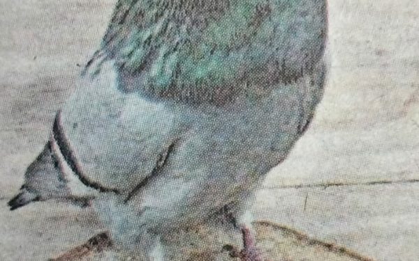 Pigeon