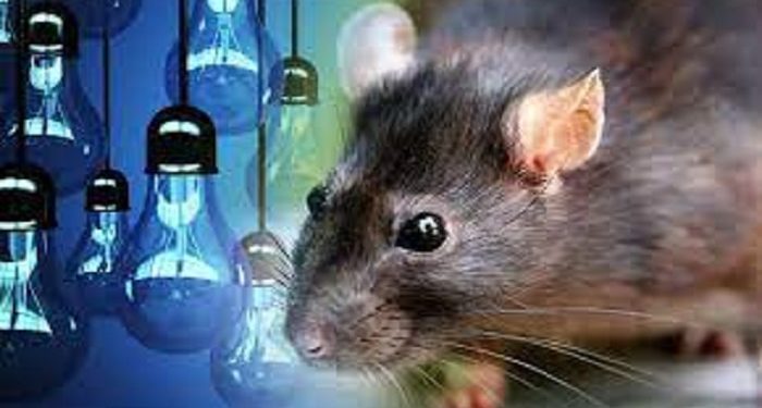 Rat