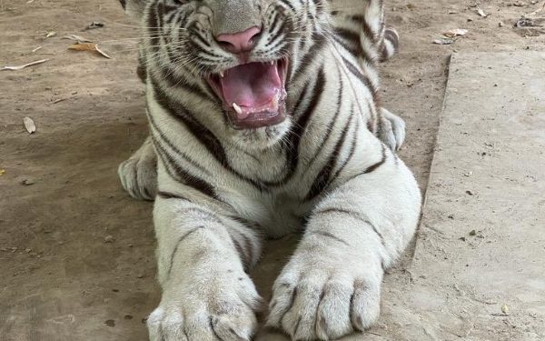 White Tiger