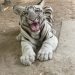 White Tiger