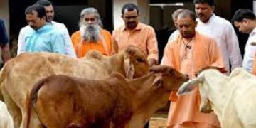 cow