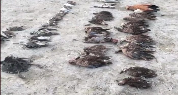 Dead bodies of birds