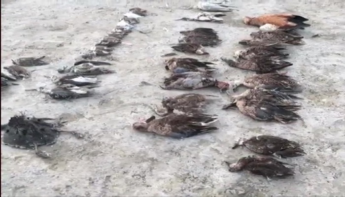 Dead bodies of birds