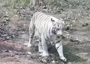 White Tigress Vindhya