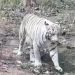 White Tigress Vindhya
