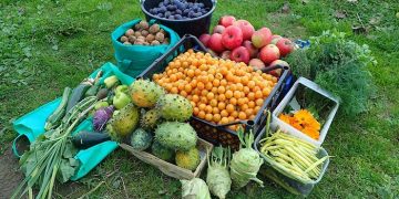 Fruits-Vegetables