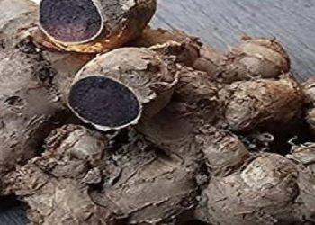 Black Turmeric