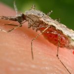 Mosquito