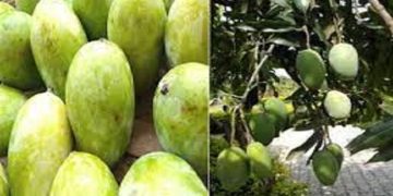 Mango