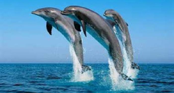 Dolphin