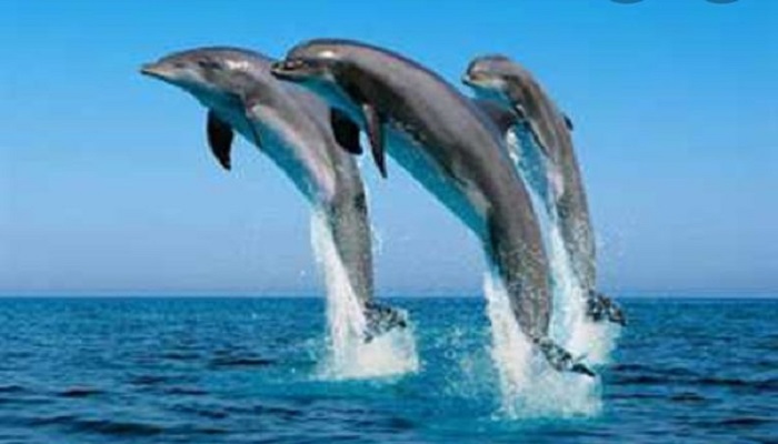 Dolphin
