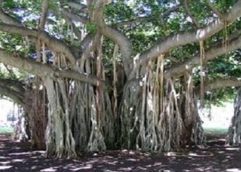 Heritage Trees