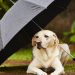 pets in monsoon