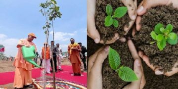 Plantation